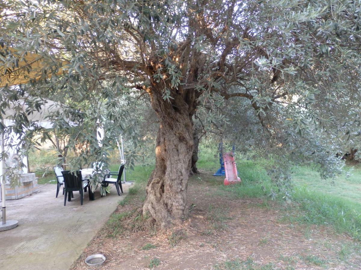 The Small House In The Olive Grove ليفوكاسترو المظهر الخارجي الصورة